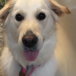 Meet your Posher, Heidi